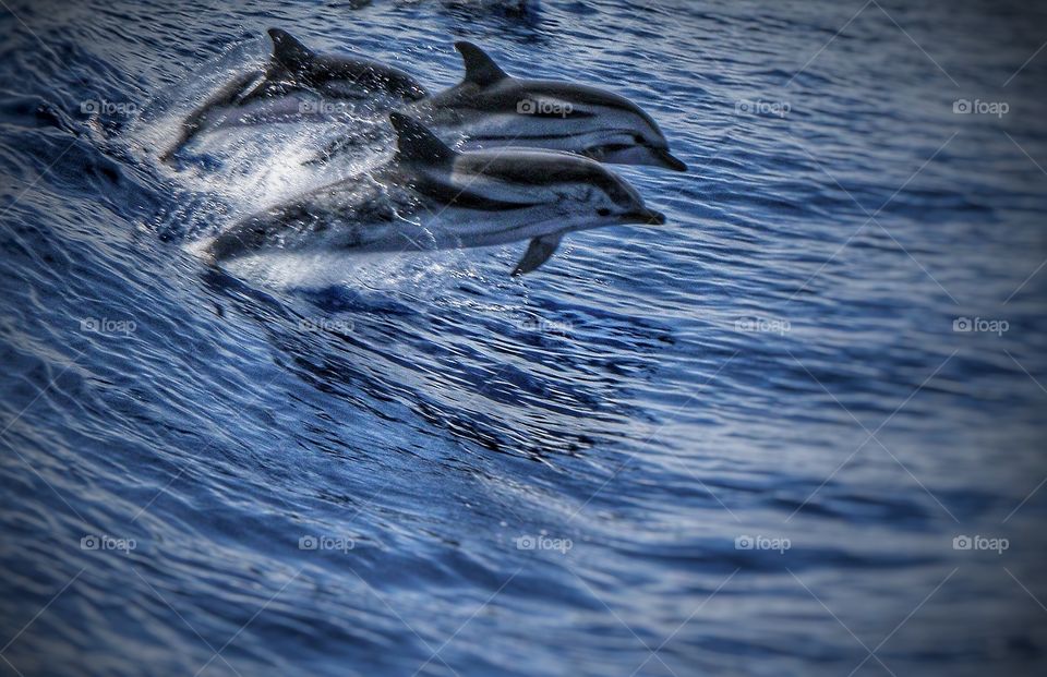 Dolphin swimming in water