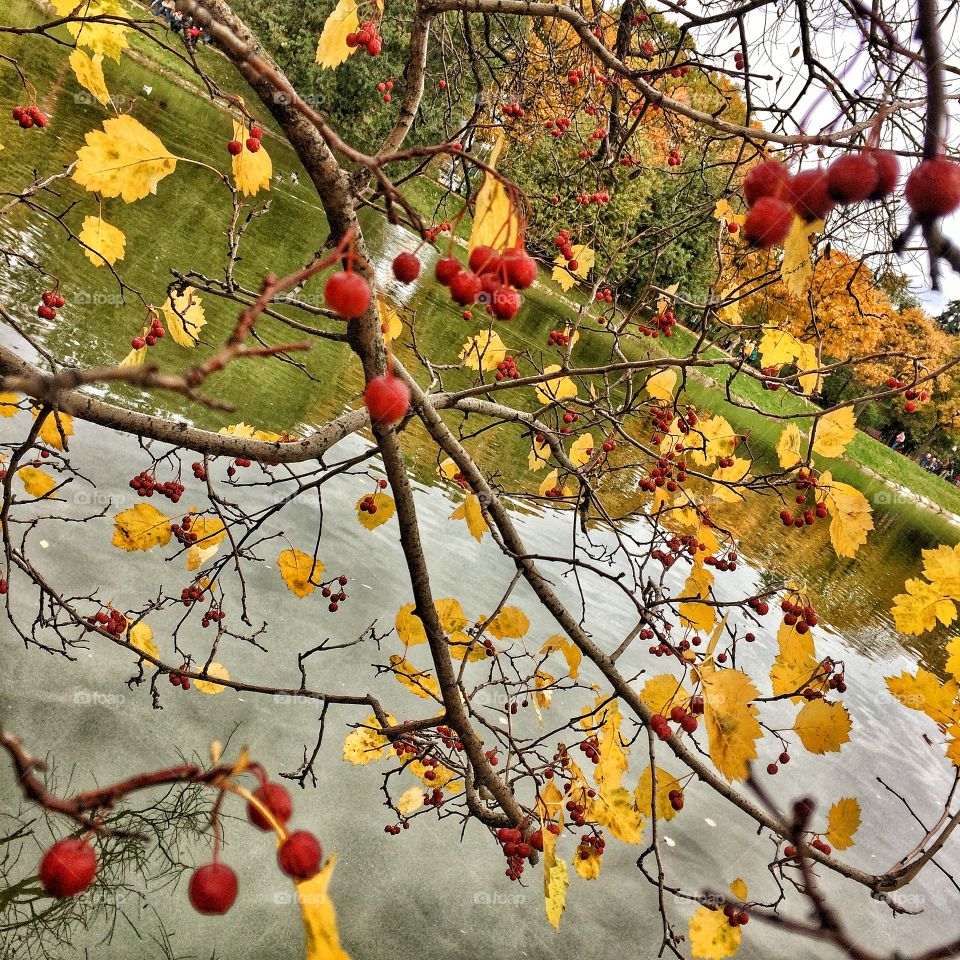 Red and yellow, autumn Moscow 