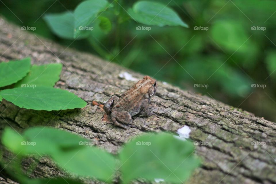 Frog on a Log