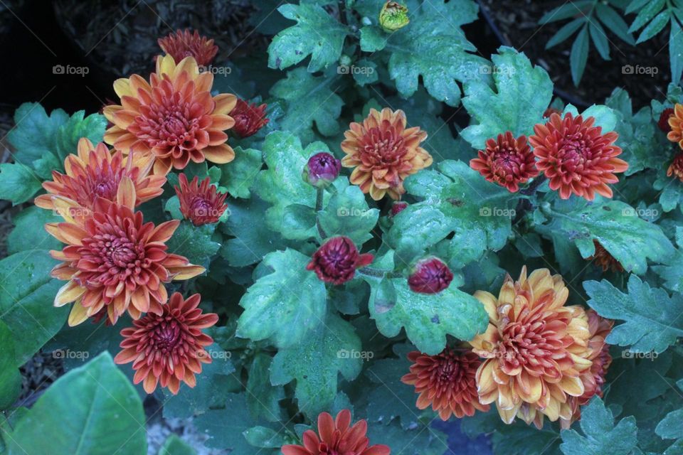 wild flower are blooming