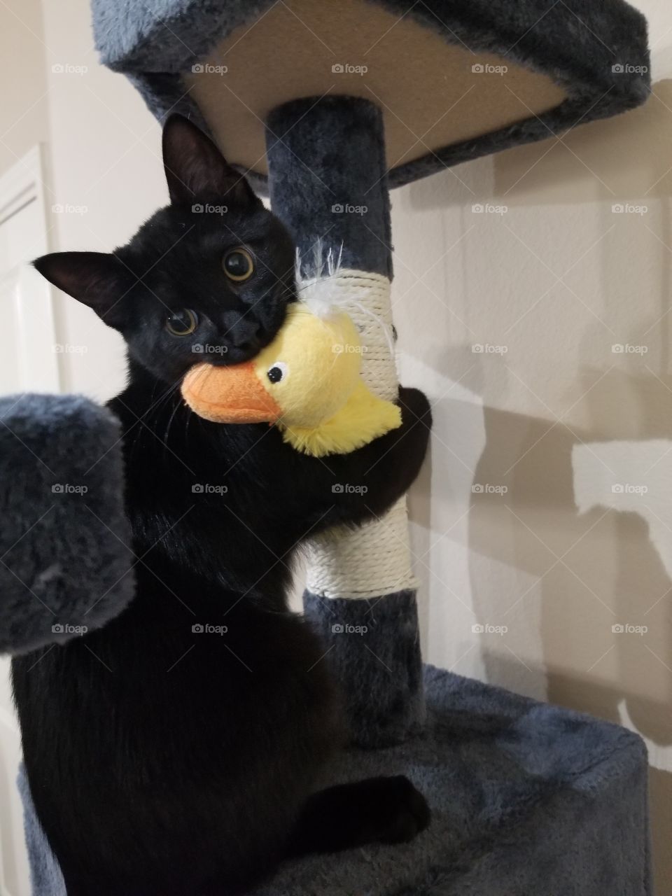 Cat with his duck toy