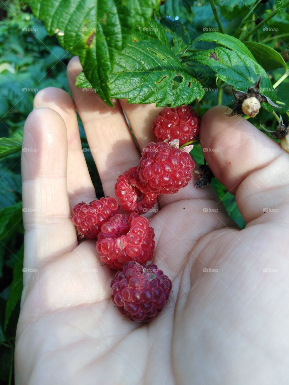 Собираем малину