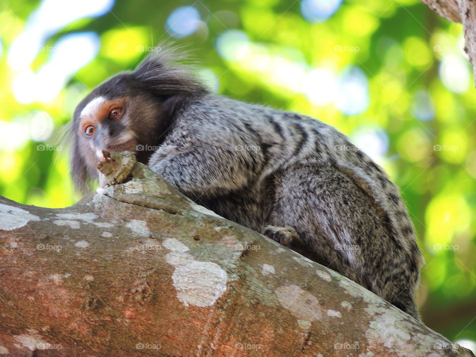 Wied's marmoset