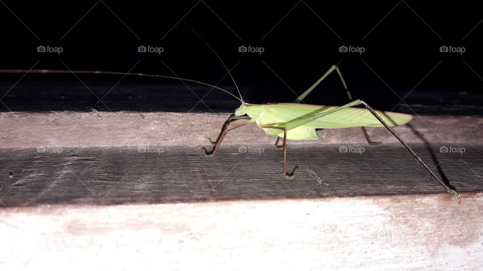 Garsshopper shadow and light on wood bord