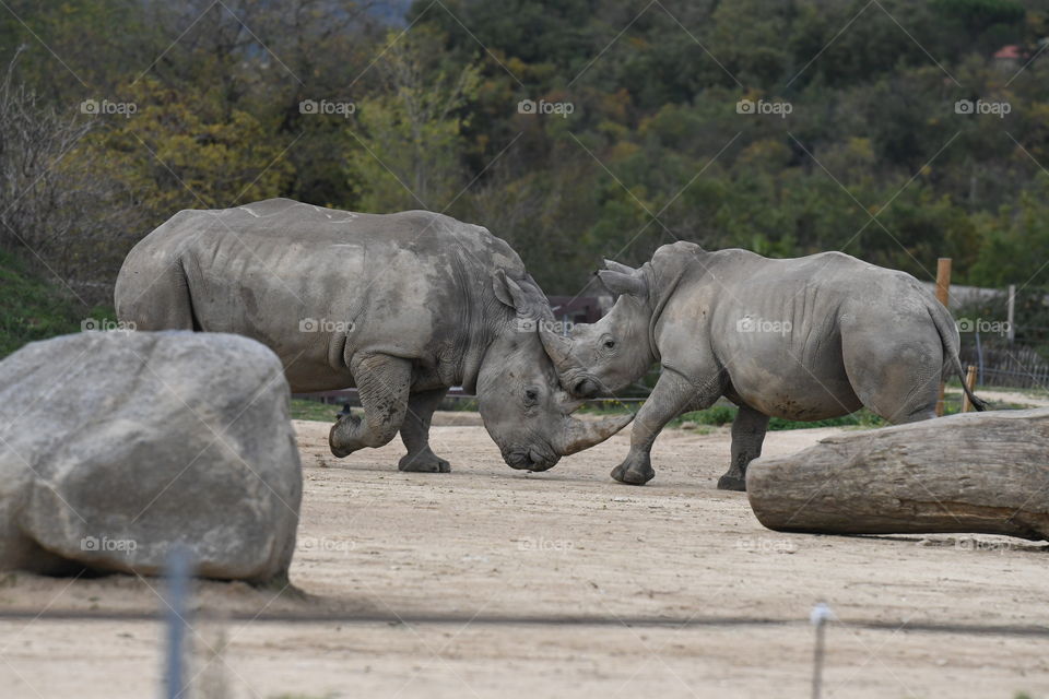 rhinos