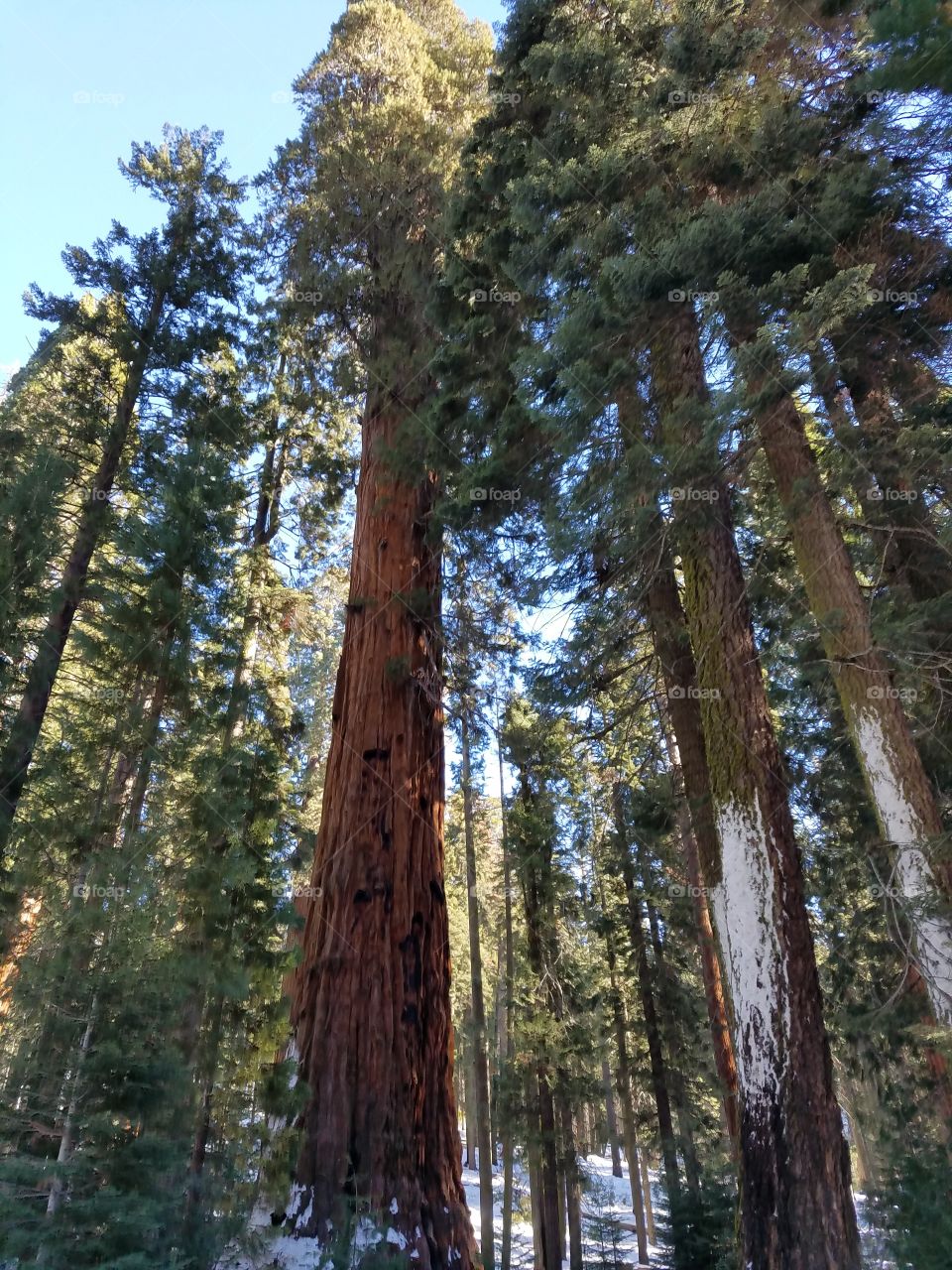 Sequoias