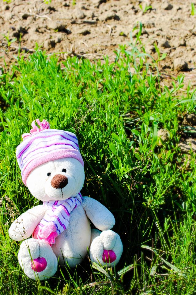 teddy bear