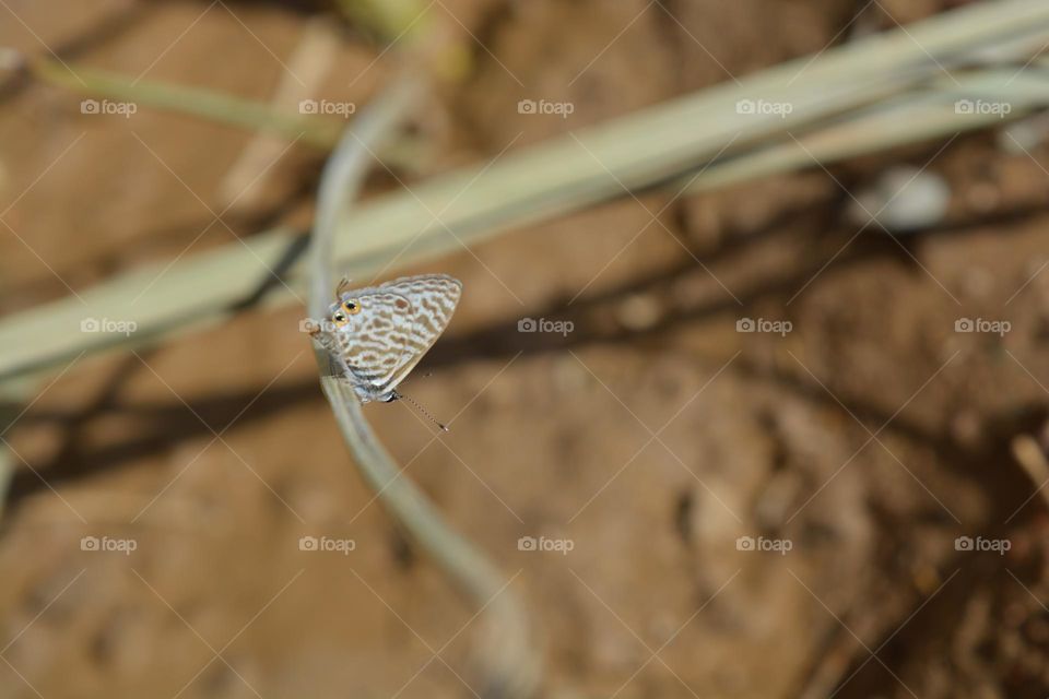 Lang's short-tailed blue or Common zebra blue (Leptotes pirithous)