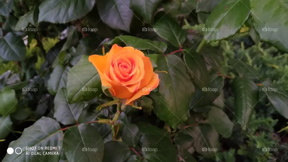Orange rose