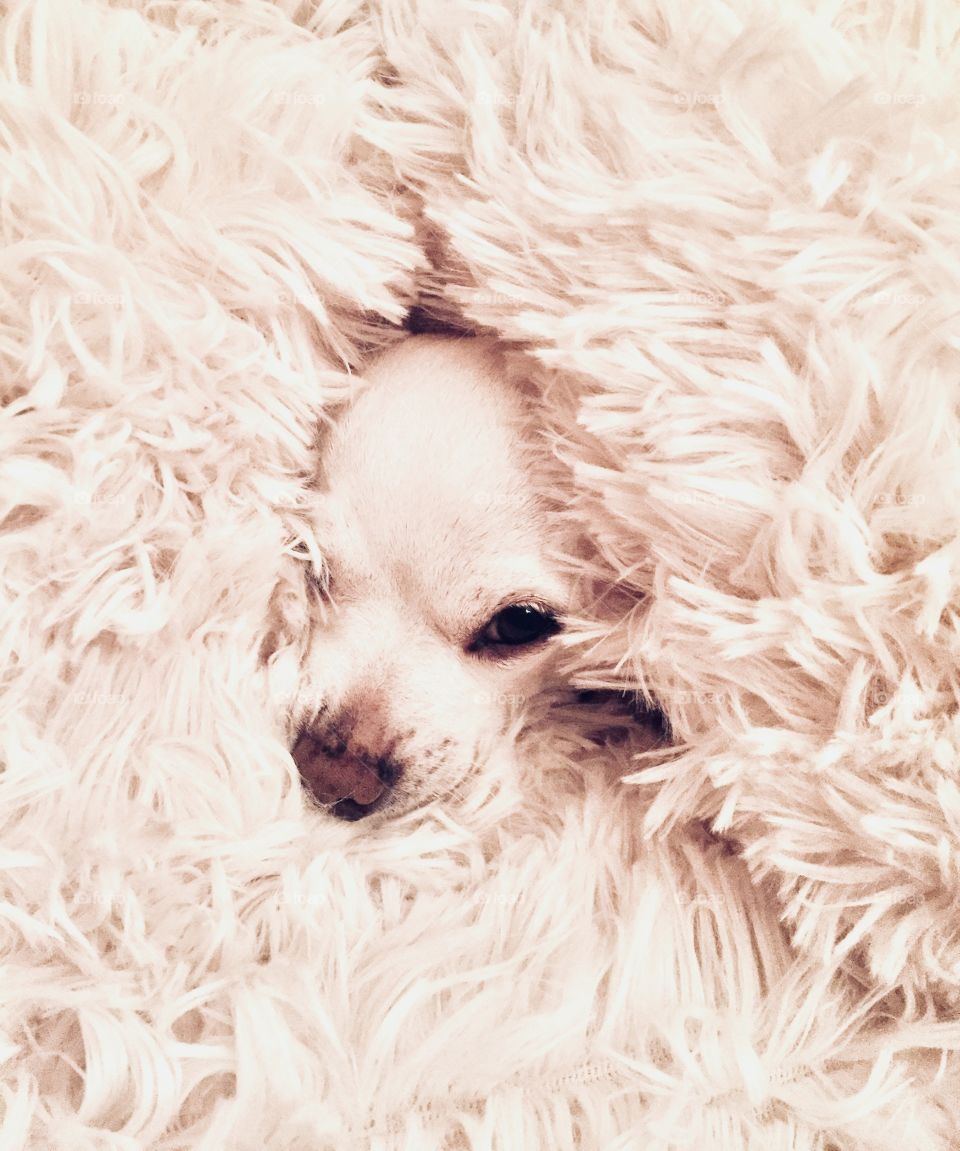 My rescue chihuahua, Lola, wrapped in her favorite plush blanket.  She was too sleepy to get up. 