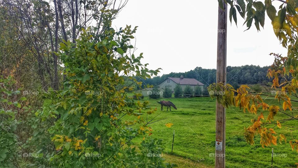 Farm Animals. Horse in Green Pasture