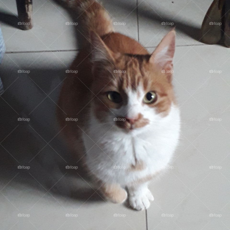 ginger cat waiting for food on ceramic tiles