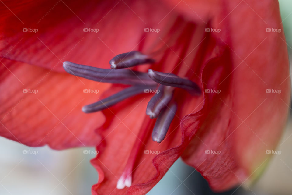 Pistil of red amaryllis 