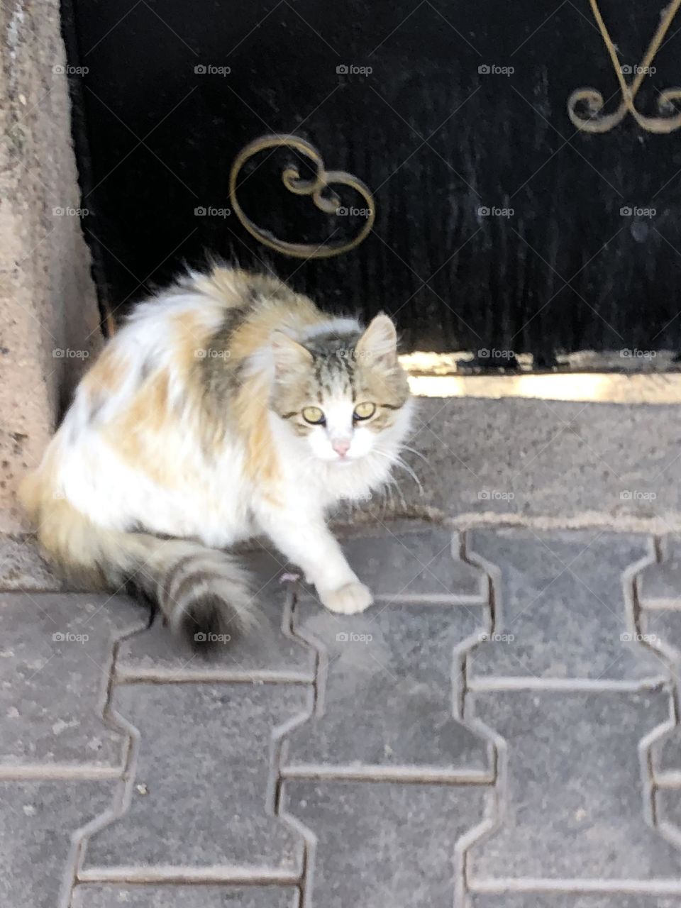 Beautiful cat looking at camera.