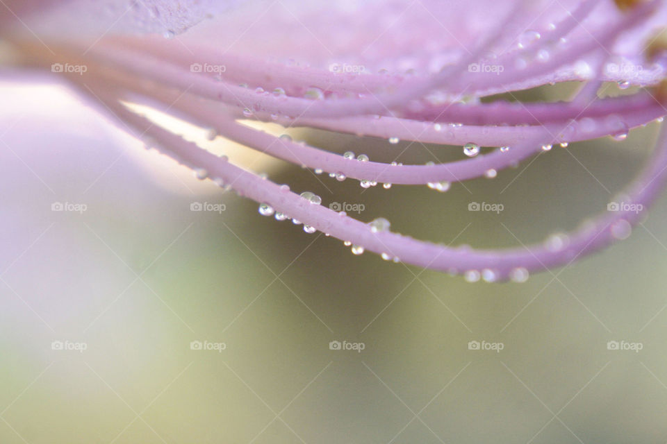 Purple flower dewdrops