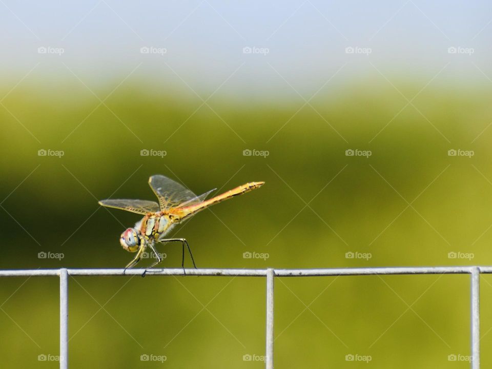 Dragonfly sitting on fence 