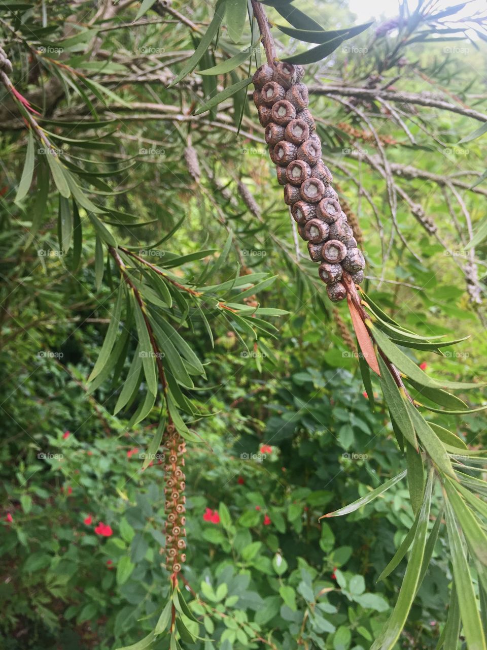 Tree, Nature, Flora, Leaf, Fruit