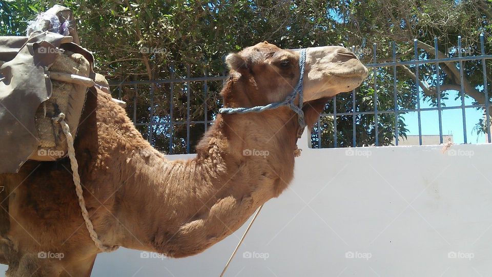 Beautiful head of brown camel.