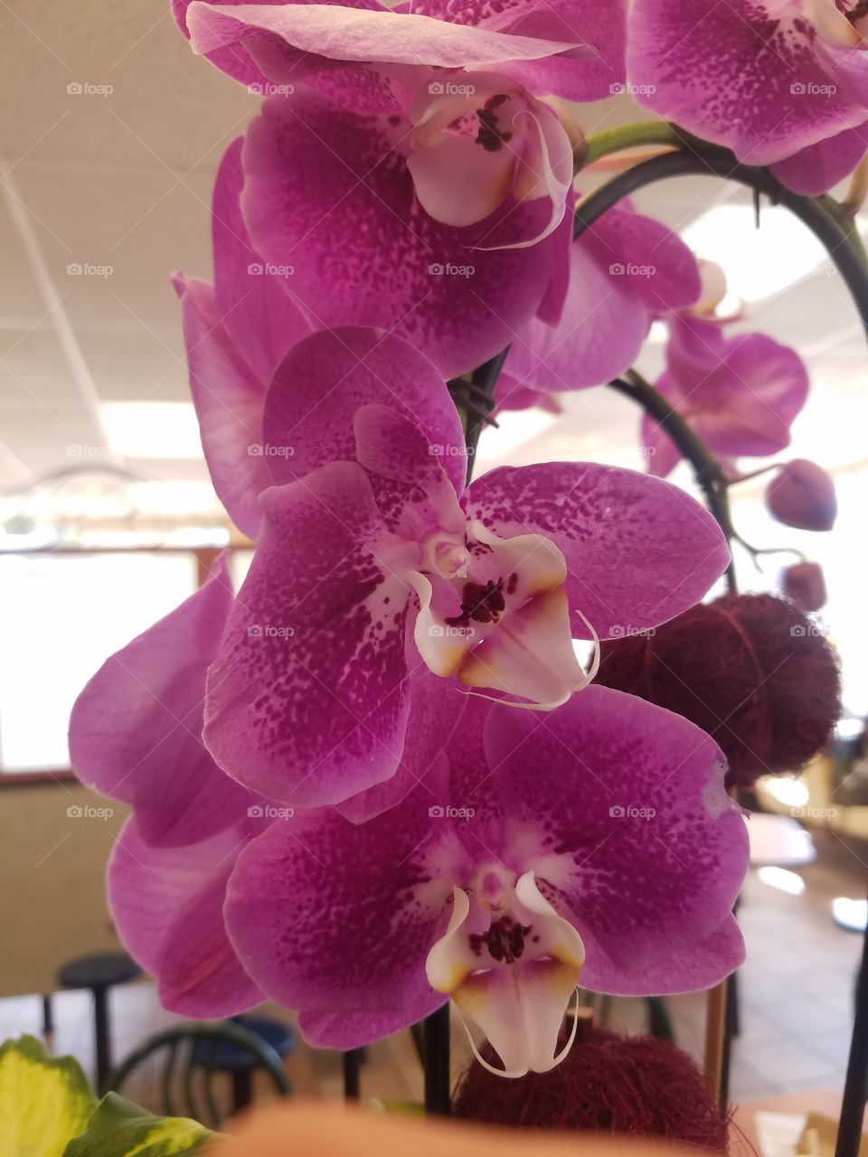awesome orchid