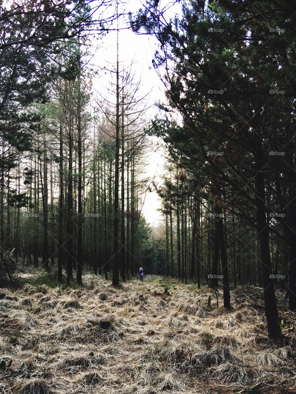 The best part of my day was seeing my son in nature, enjoying the freedom of where we live and the beauty of what surrounds us. Haldon forest is south of Exeter and covers a large area. We look forward to exploring more of it natural beauty 