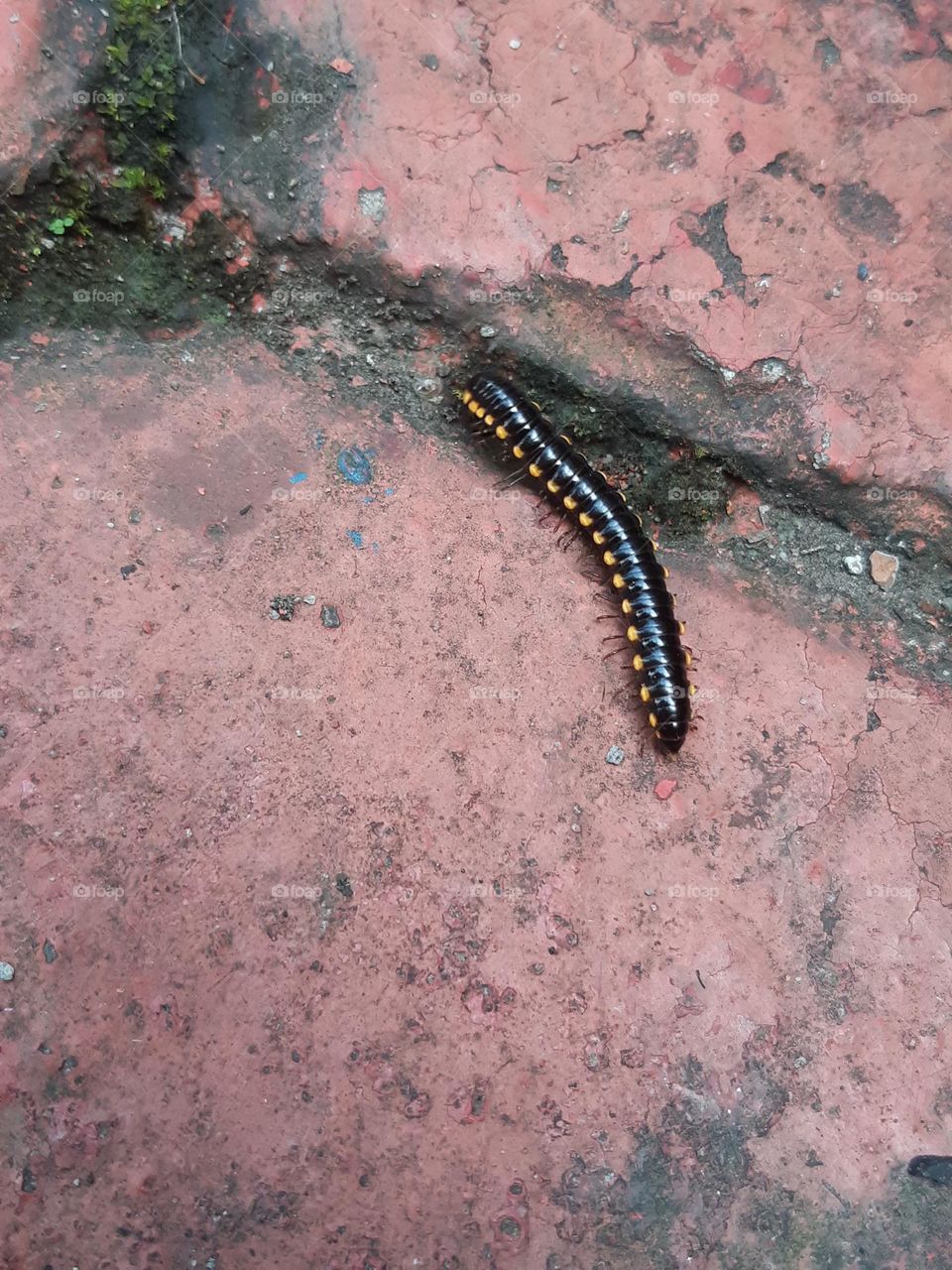 Millipedes walking on the ground