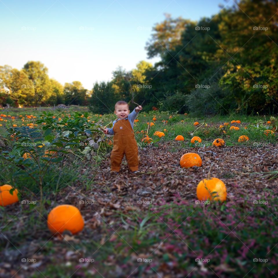 Lord of the pumpkins! . A small boy among a sea of pumpkins 