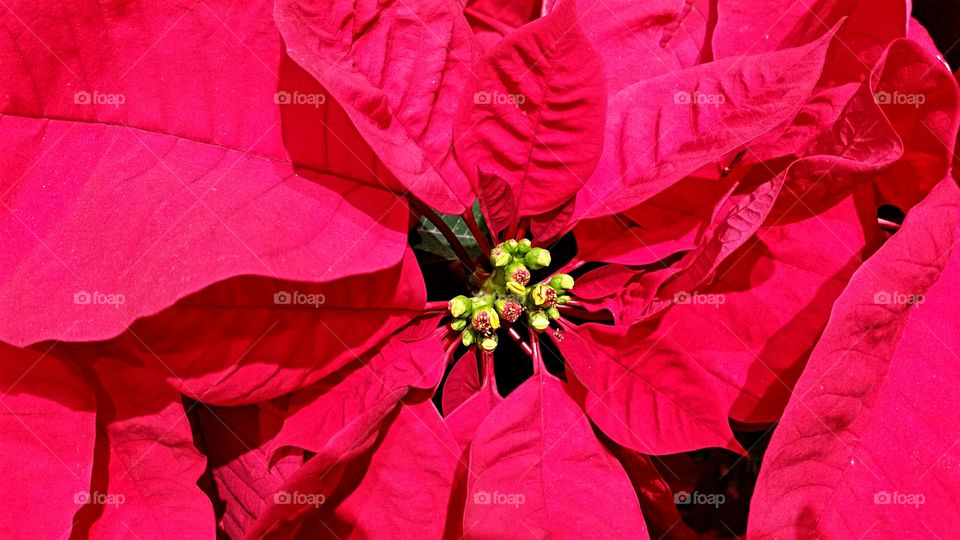 Poinsettia