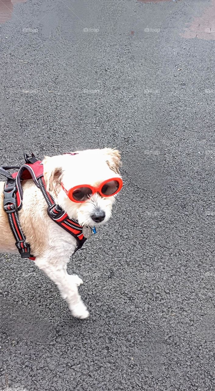 Dog in Shades