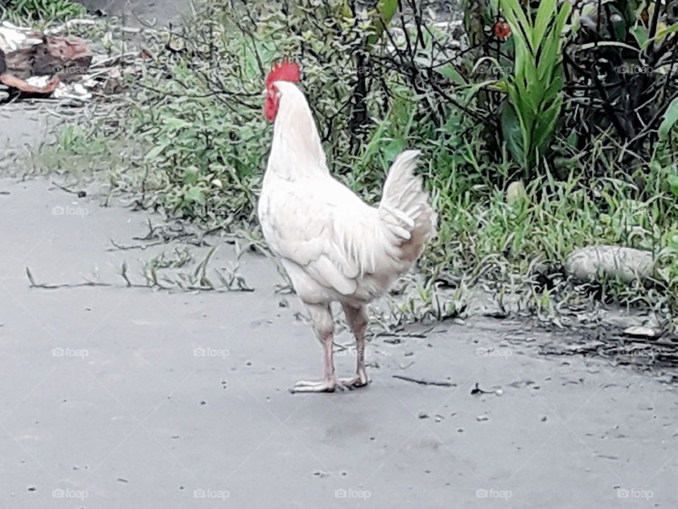 Cock bird