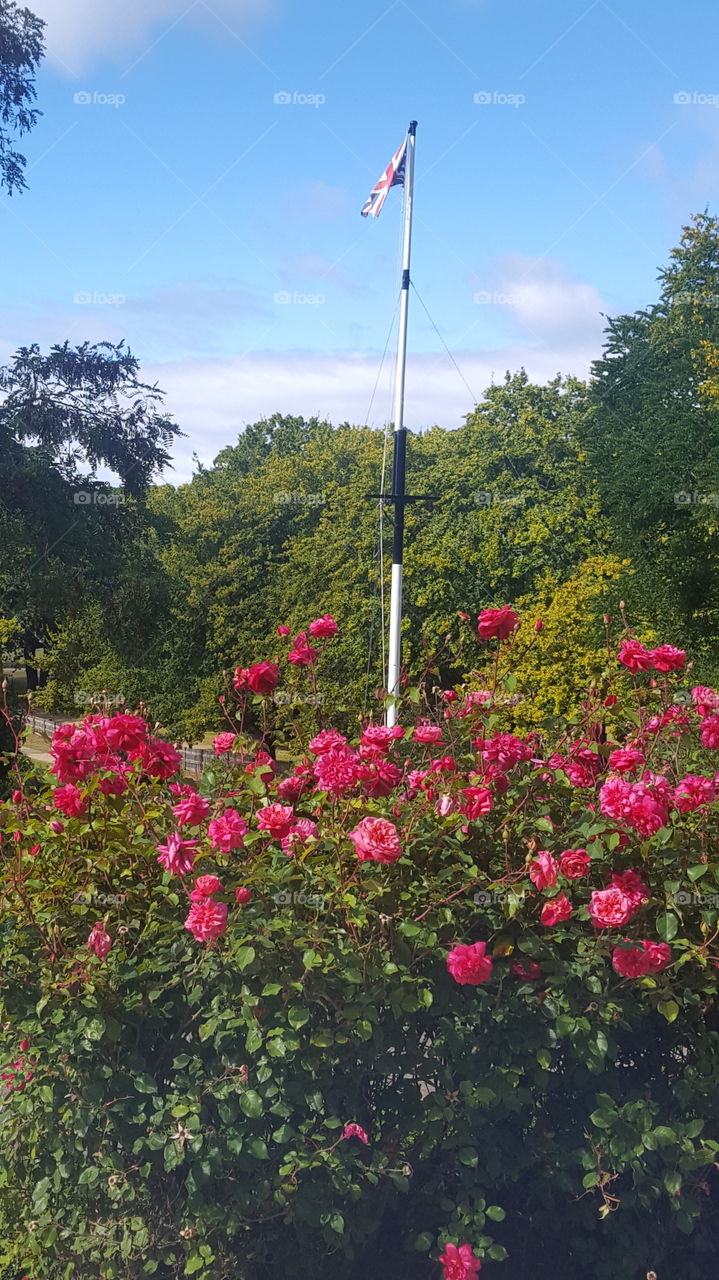 Flag pole and roses