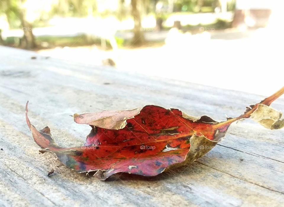 first sign of autumn a lone red orange brown leaf rests on the porch rail