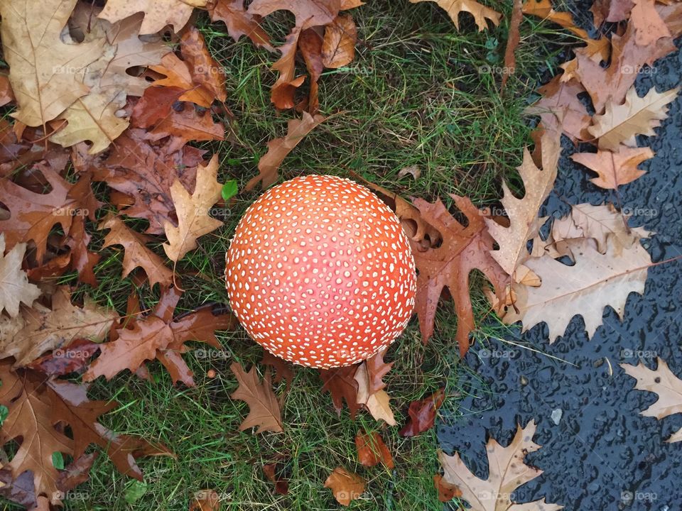 Large red mushroom. Fall in Vancouver Washington. 
