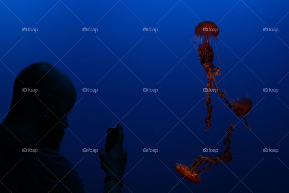 Capturing a jelly fish