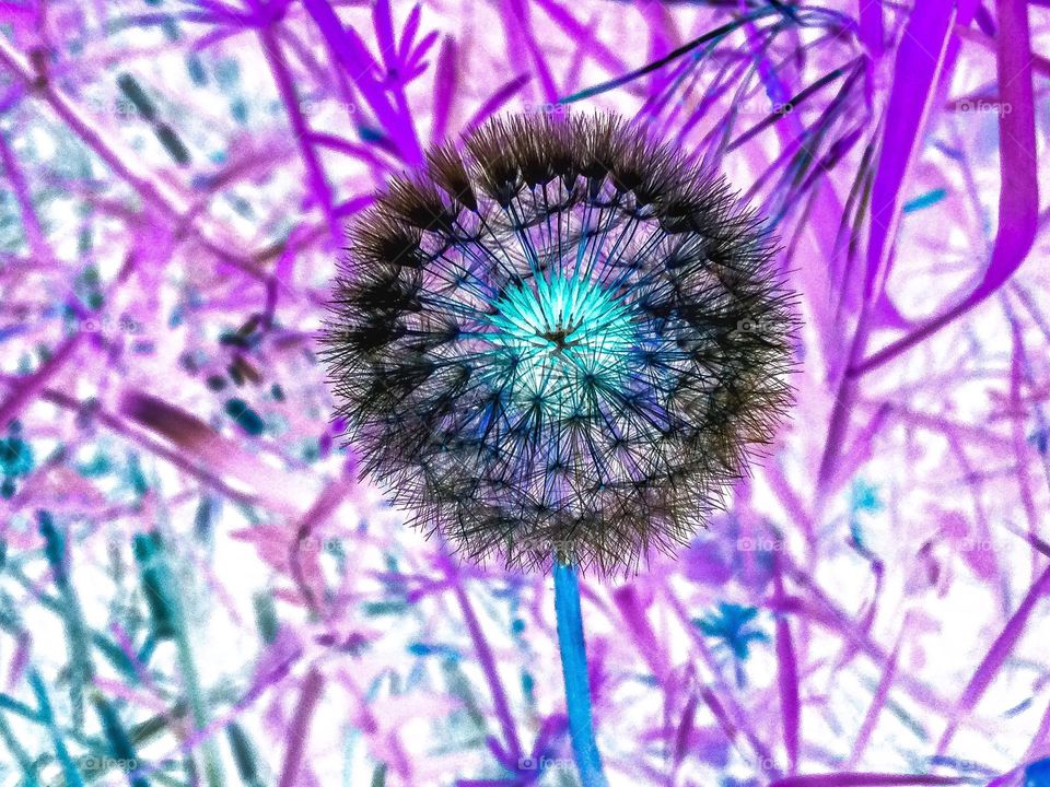 abstract dandelion