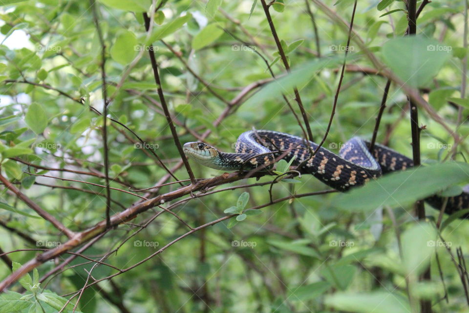 slithering snake. Snake trying to hide in the Tualatin Hills Nature Park, Beaverton, Oregon. 
