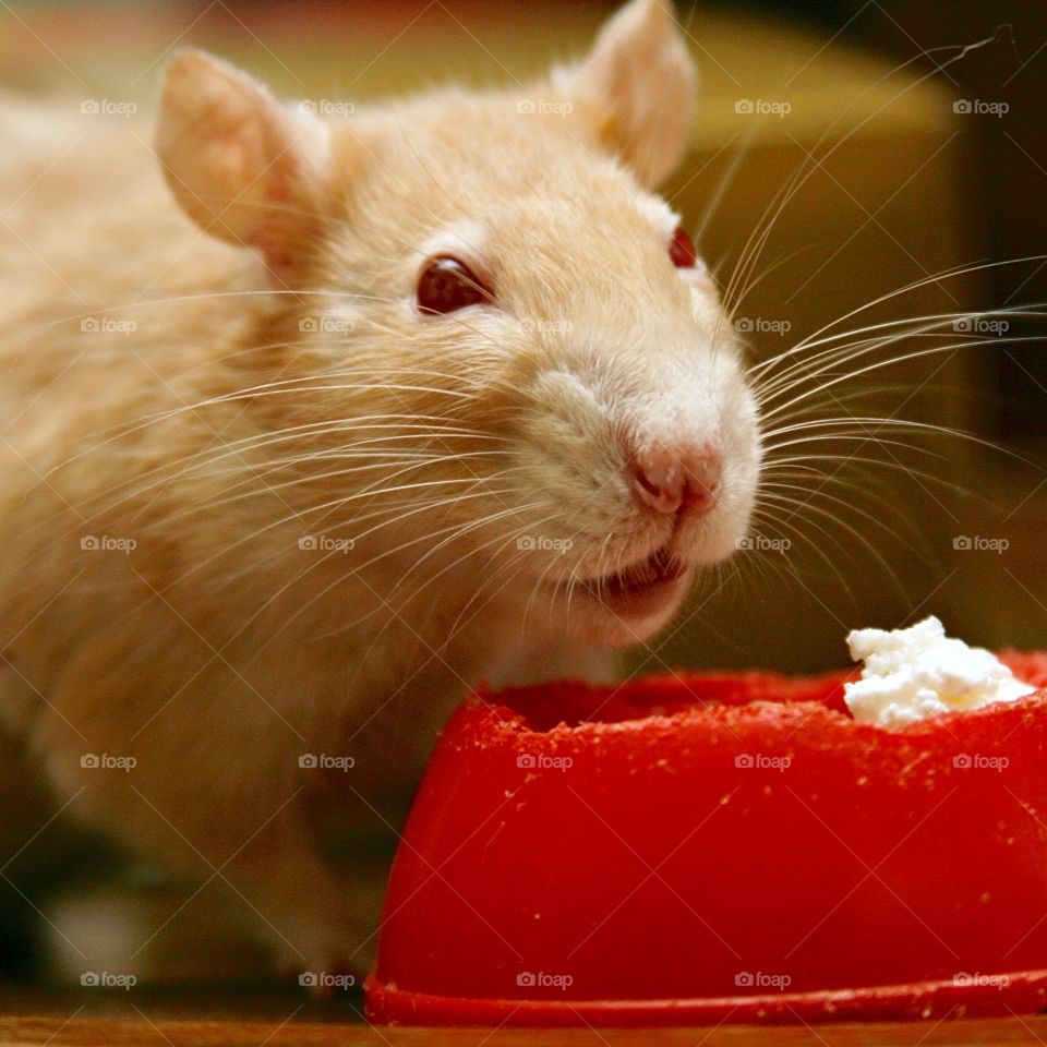 Smiling eating rat