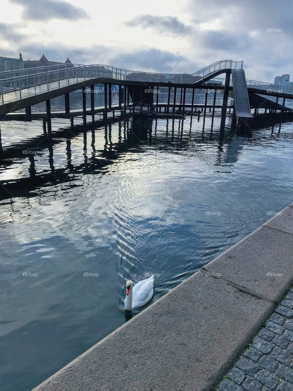 Urban life: white swan swimming in the water channel next to the stone embankment with footbridge and city silhouette on the background 