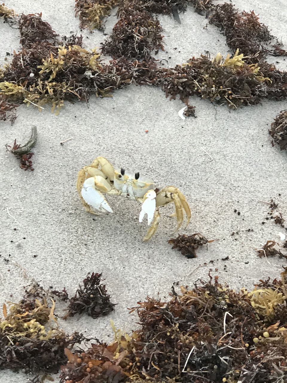 Mr. crabs 
