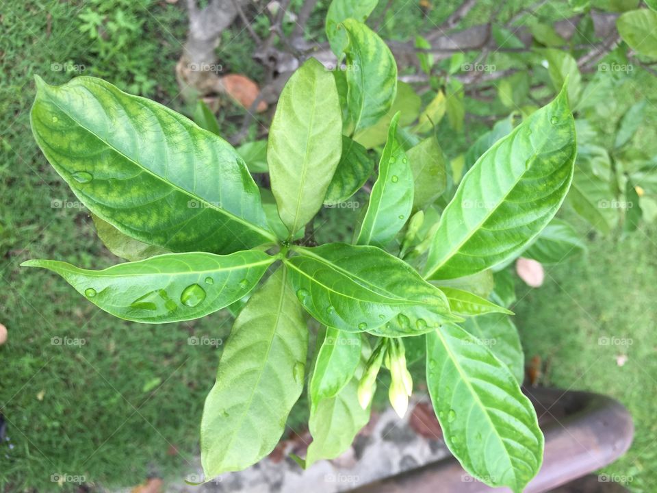 Rani drop on the Gardenia leaves