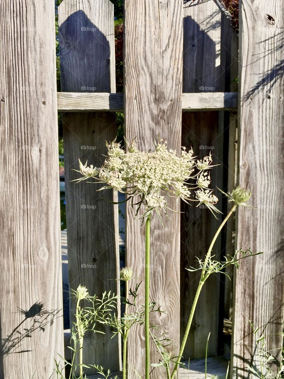 Queen Anne’s Lace by the Garden Gate