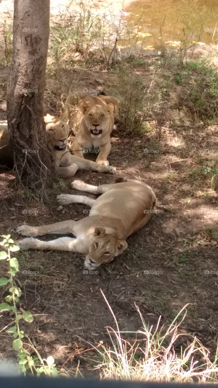 Group of lions lounging under a tree.