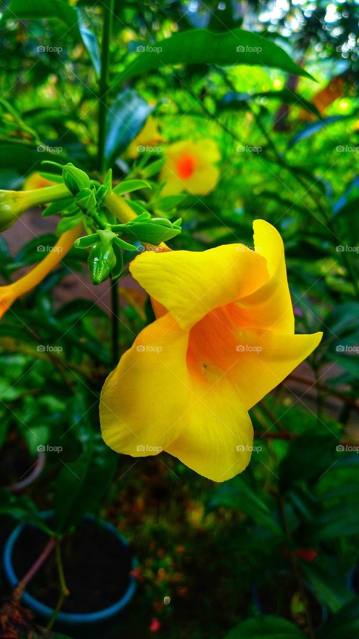 Beautiful yellow flower.