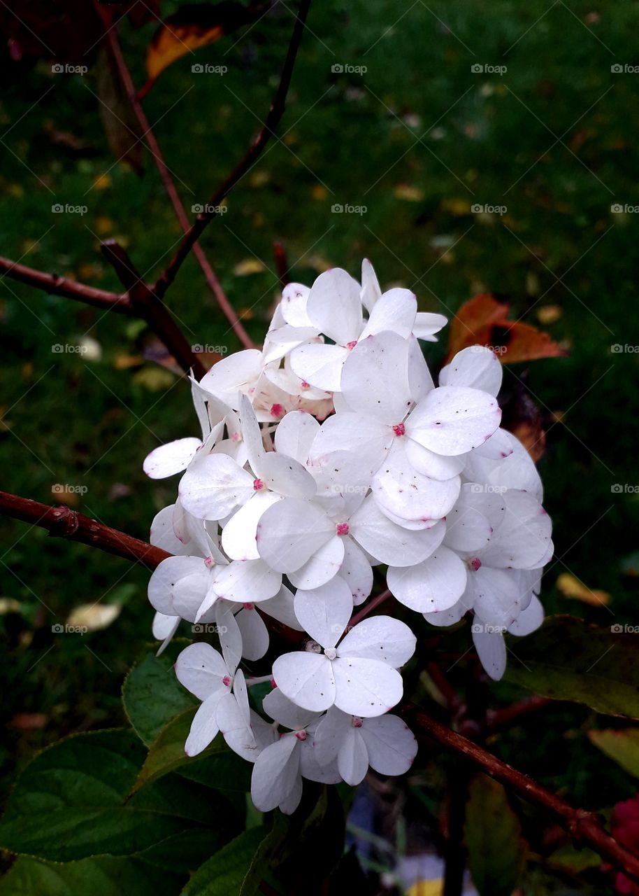 fresh flower pf bouquet hydrangea  on misty morning