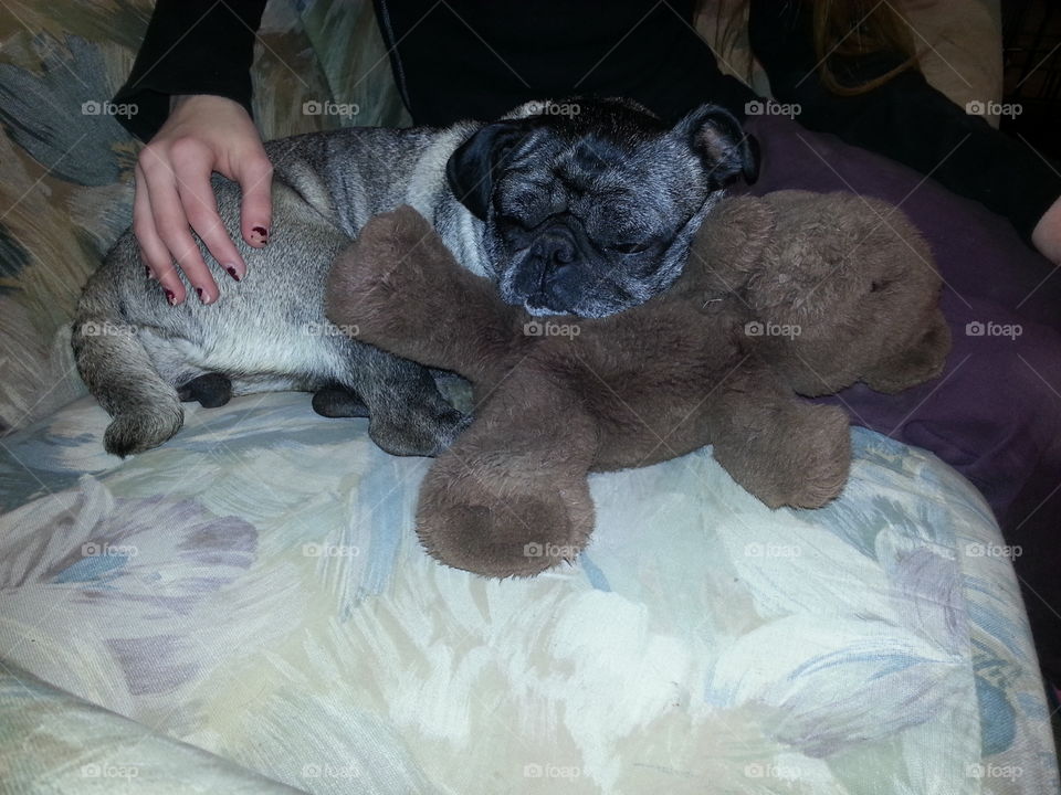 Pug sleeping lazily with a stuffed animal