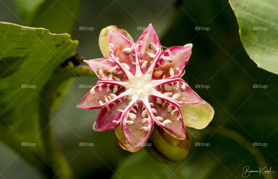Wild flower from Brunei