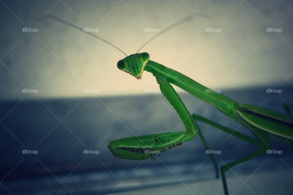 green nature animal insect by ohmygoditsxavier