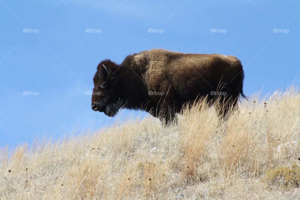 Buffalo / Bison