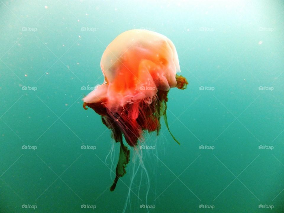 Jellyfish