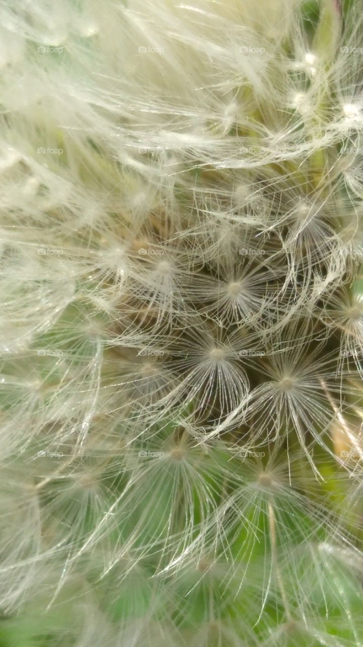 close up dandelion