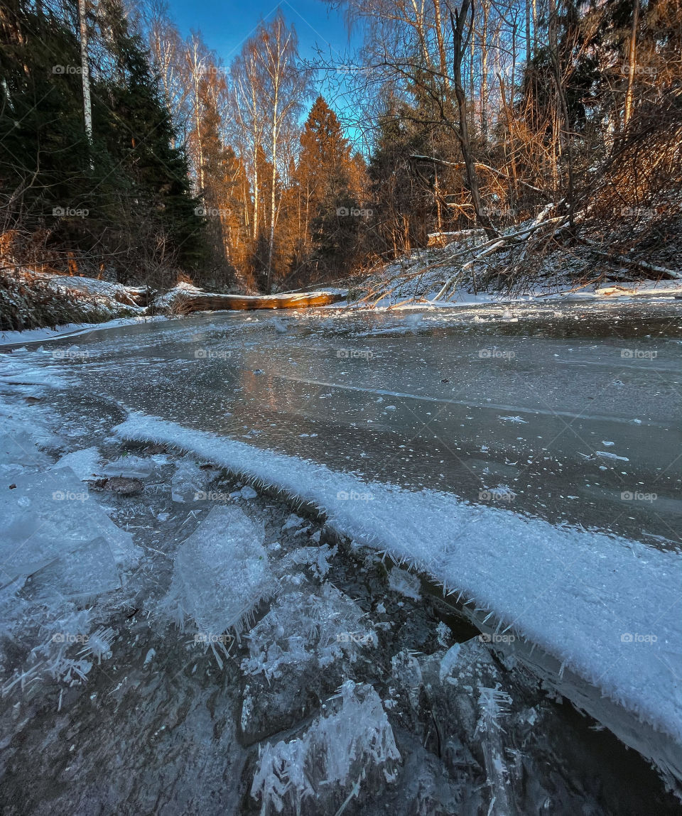 Winter landscape in sunny forest in December 